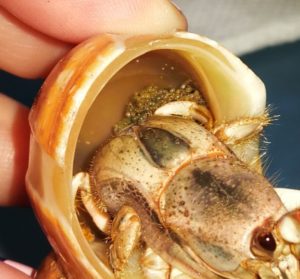 Hermit crab with eggs