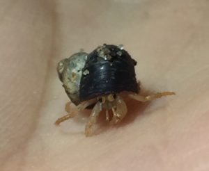 Baby hermit crab born in NY 2018