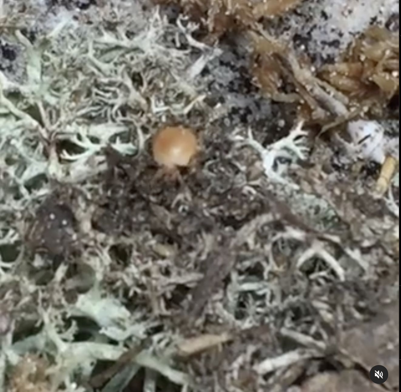 Mystery baby on land and surprisingly strong and agile